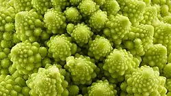 surface of Romanesco Broccoli