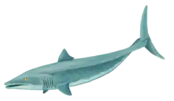 Romerodus