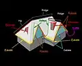 Diagram of the main parts of a pitched roof