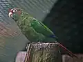 Rose-crowned parakeet(Pyrrhura hoematotis)
