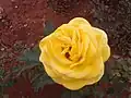 A yellow rose