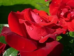 Dewdrops on the petals of a rose