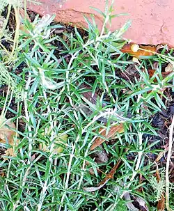 A rosemary bush with many flowers