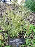 A Rosemary bush at Longwood Gardens