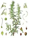 From Koehler's Medicinal Plants, 1887