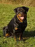 Rottweiler