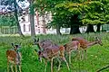 deer