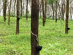 Natural rubber
