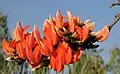 Provincial flower of Jharkhand