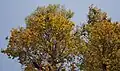 Provincial tree of Chhattisgarh