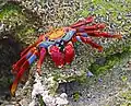 (Grapsus grapsus) Santa Cruz Island, Galapagos Islands