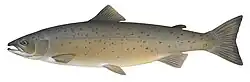 Atlantic salmon (Salmo salar)