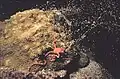 A brittle star collecting coral eggs