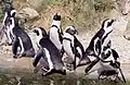 Penguins in a zoo in the Netherlands