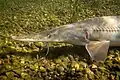 Pallid sturgeon (Scaphirhynchus albus)