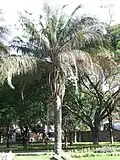 Attalea princeps