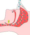Pressure raises the back of the tongue, and removes the obstruction