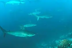 School of scalloped hammerheads, Wolf Island, Galapagos Islands
