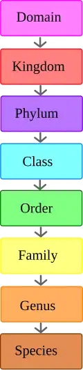 The hierarchy of scientific classification