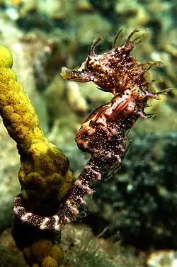 Seahorse beneath Edithburgh Jetty
