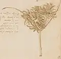 Study of a sedge plant