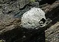 Closeup of a barnacle