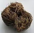 Selaginella lepidophylla, a North American desert tumbleweed