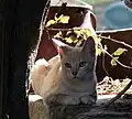 mini-cat Serrade petit.jpg