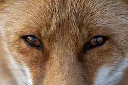 An European red fox's eyes.