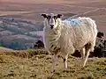 Domestic sheep