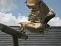 Flying owl in Shepreth Wildlife Park