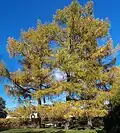 Siberian larch
