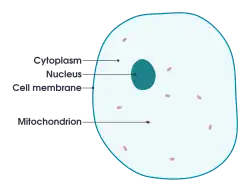 Diagram of animal cell