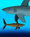 Comparison of a Sinohelicoprion and a Helicoprion