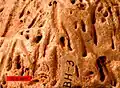 Skolithos trace fossil. Scale bar is 10&nbsp;mm.