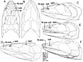 Skull and shoulder-girdle restorations of the tristichopterids: A, B, C, Edenopteron; D, Eusthenodon E, Cabonnichthys; F, Mandageria