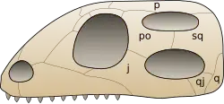 Diagram of the diapsid skull