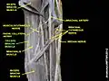 Triceps brachii muscle (shown in green text)
