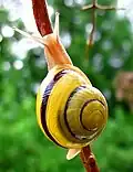 The white-lipped snail (Cepaea hortensis) is a land snail