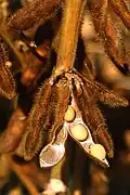 A soybean