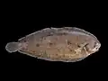 The common sole (or Dover sole) is a species of marine flatfish widely found around the coasts of Europe