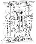 Drawing of a section through the optic tectum of a sparrow