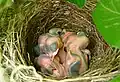 A nest of house sparrows