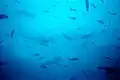 Another school of scalloped hammerheads at Wolf Island, Galapagos