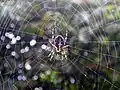 A spider on its web.