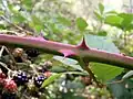 Thorns