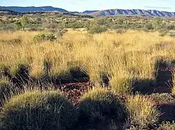 Grass with distant mountains