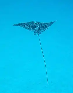 This spotted eagle ray looks like a giant bird gracefully soaring through the ocean.