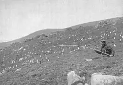 Catching puffins on St Kilda, 1898