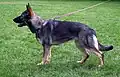 Grey variety of a German Shepherd